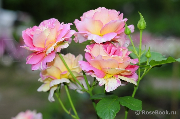 Rose des Cisterciens 