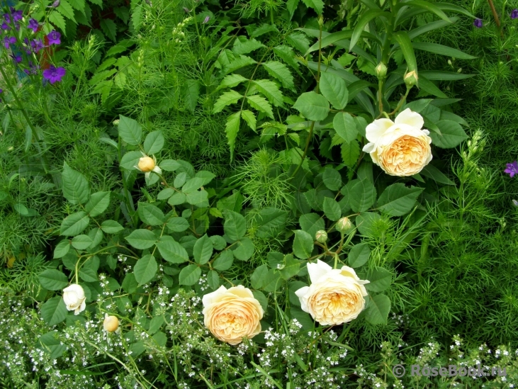 Crown Princess Margareta®