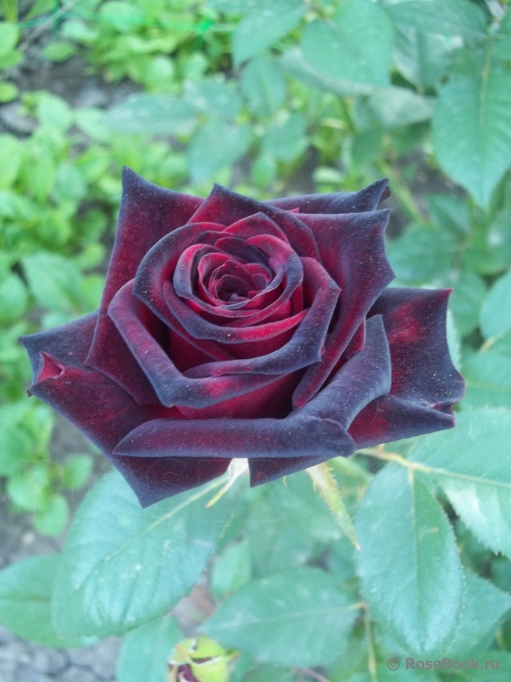 Black Baccara