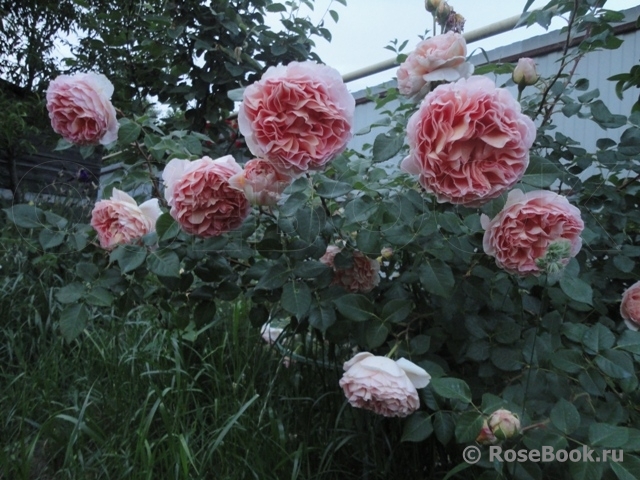 Abraham Darby