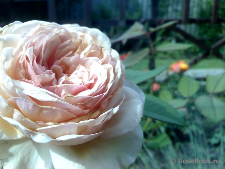 A Shropshire Lad