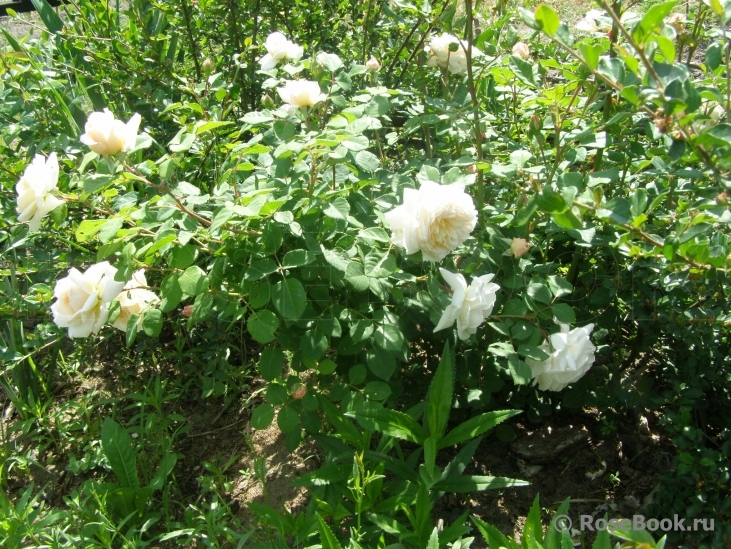 Crocus Rose® 