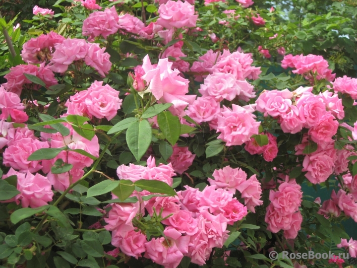 Zephirine Drouhin