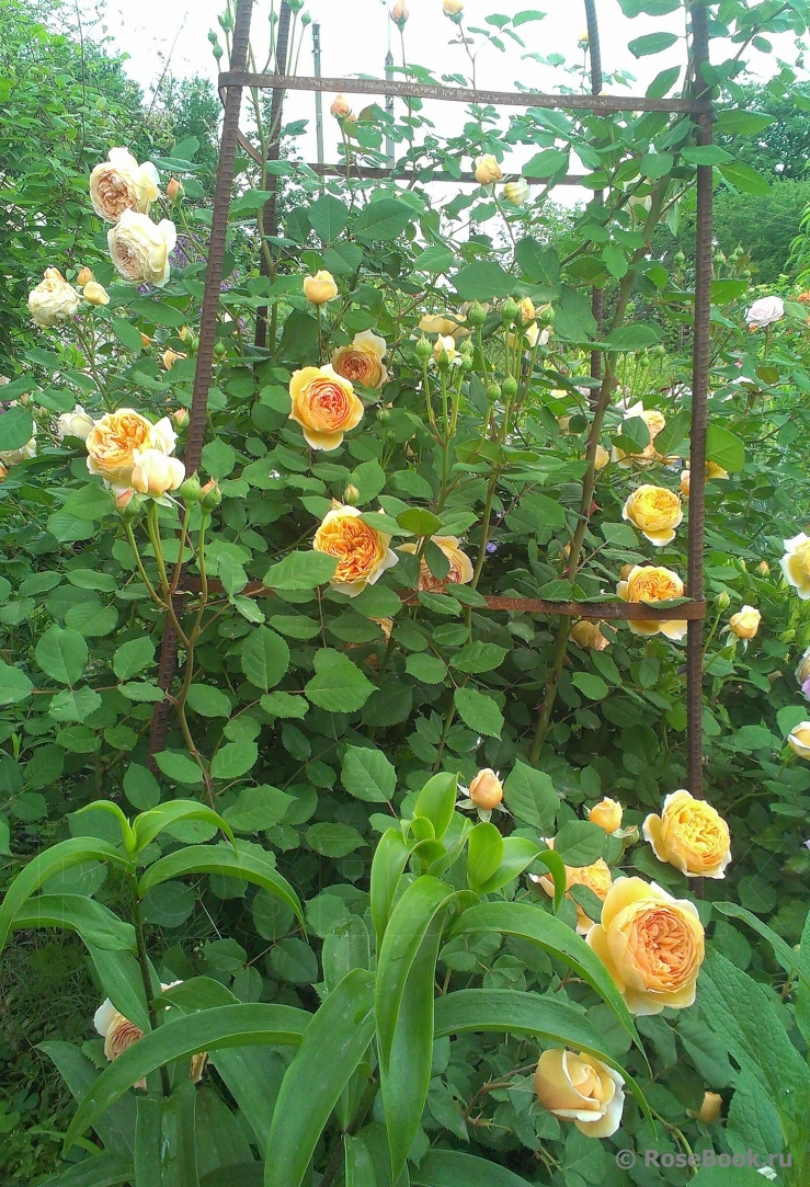 Crown Princess Margareta®