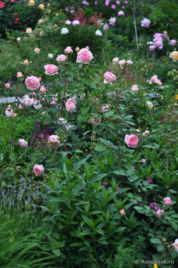 Abraham Darby