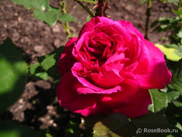 Darcey Bussell 