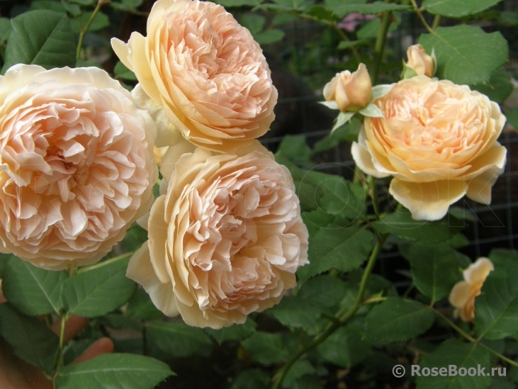 Crown Princess Margareta®