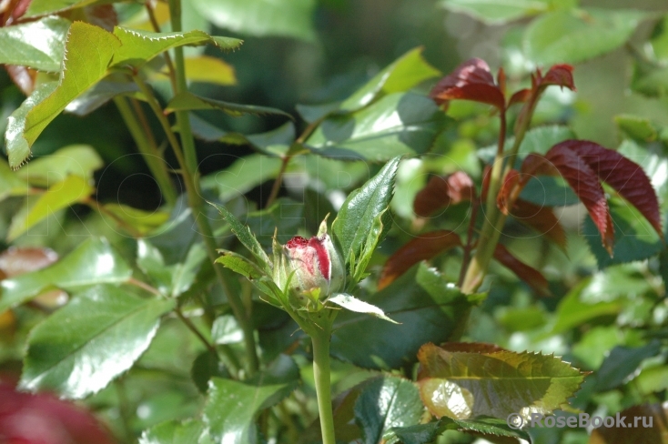 La Rose de Molinard ®