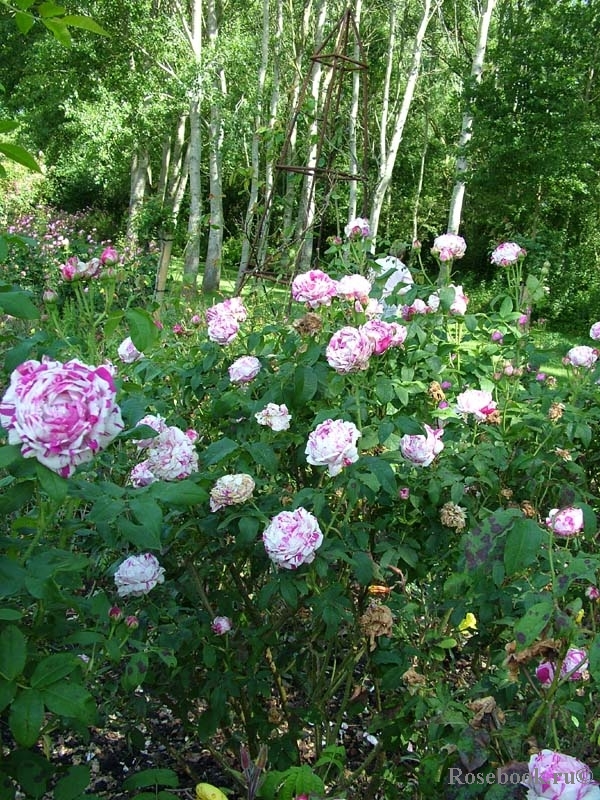 Variegata di Bologna 