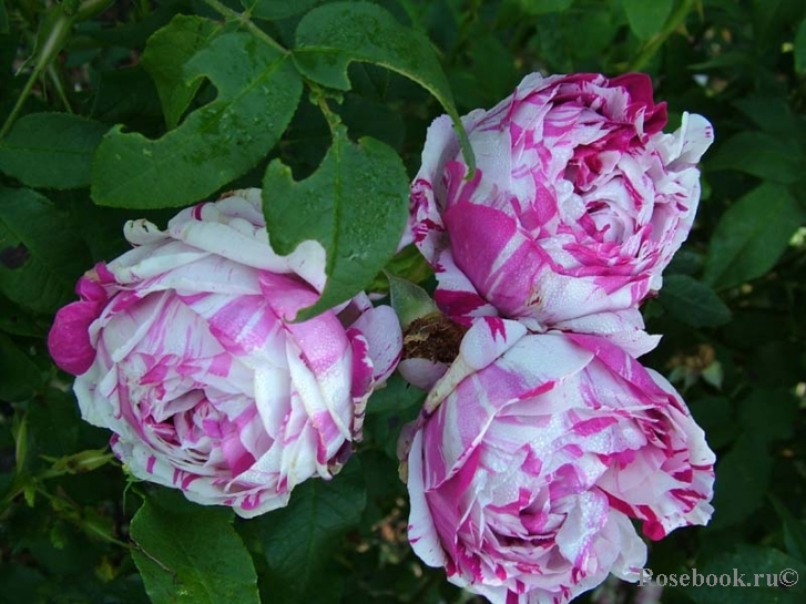 Variegata di Bologna 