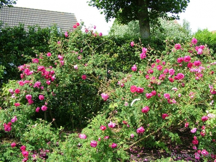 Cerise Bouquet