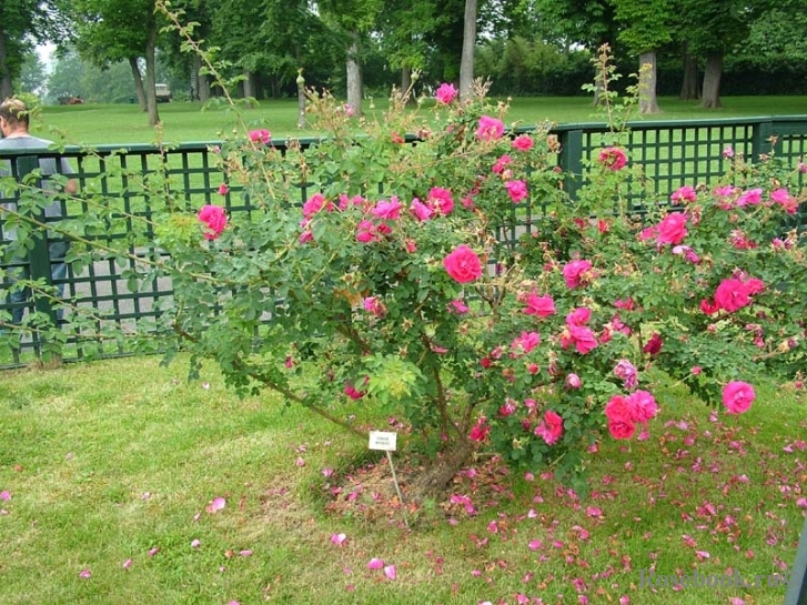 Cerise Bouquet