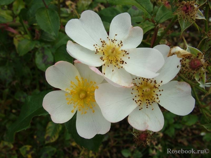 White Fleurette