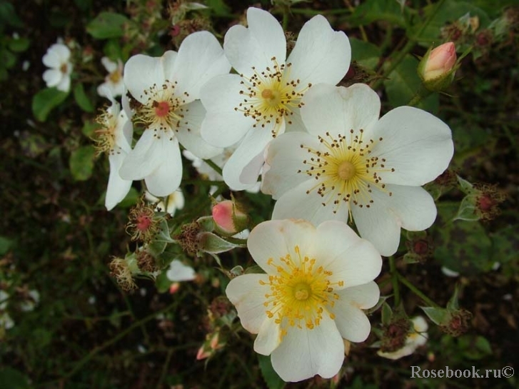 White Fleurette