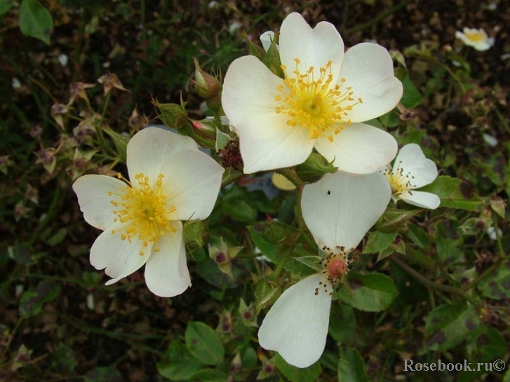 White Fleurette