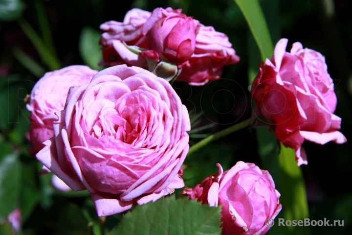 Durance Ancian Rosa