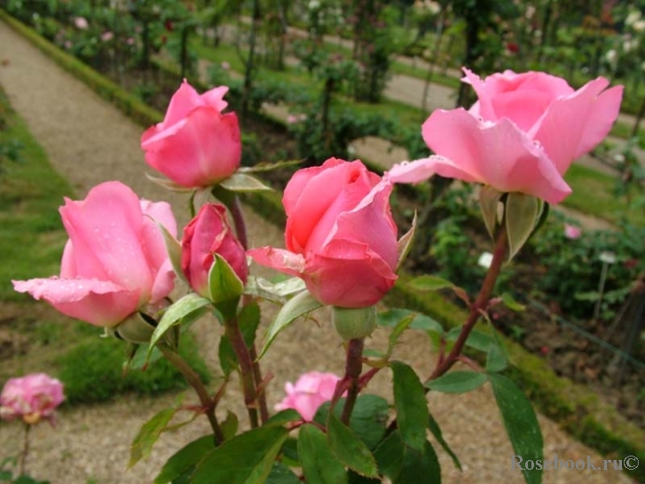 Jardins de Villandry