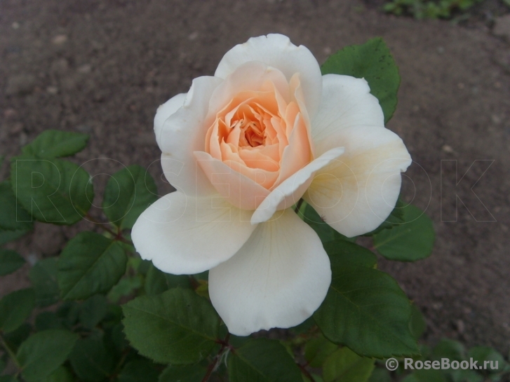 Crocus Rose® 