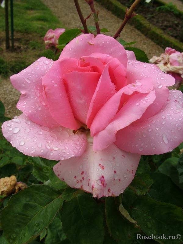 Jardins de Villandry