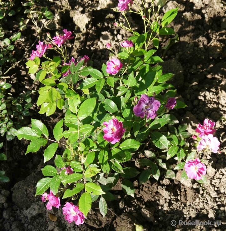 Purple Skyliner