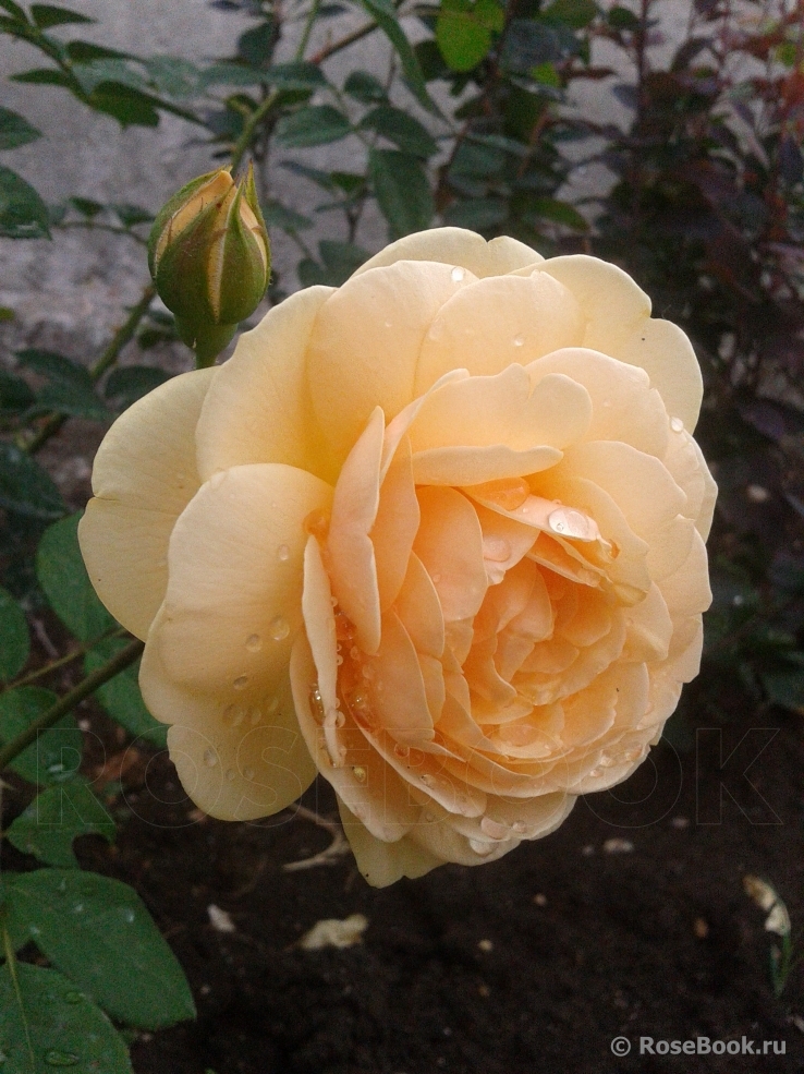 Crown Princess Margareta®