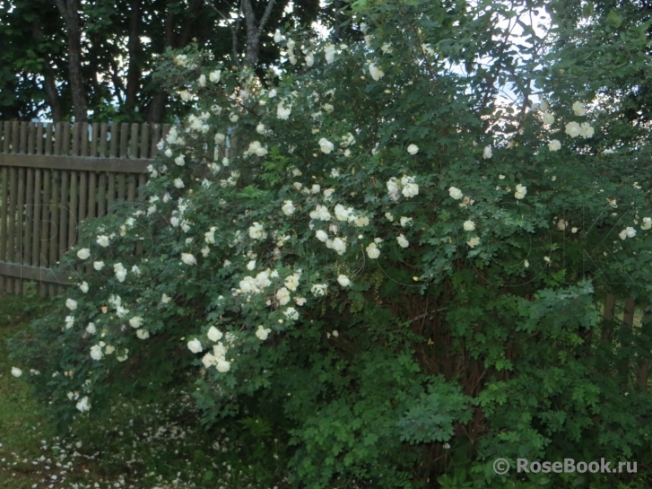 Rose spinosissima