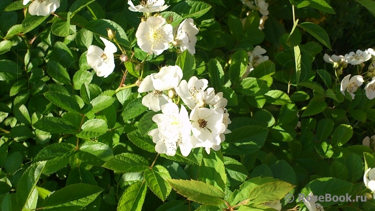 Rosa multiflora