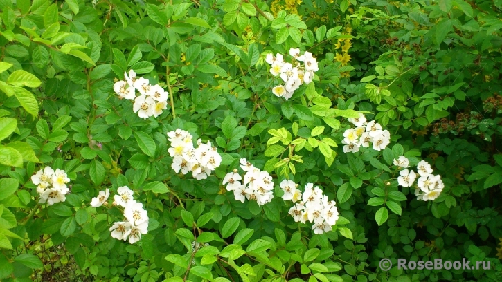 Rosa multiflora