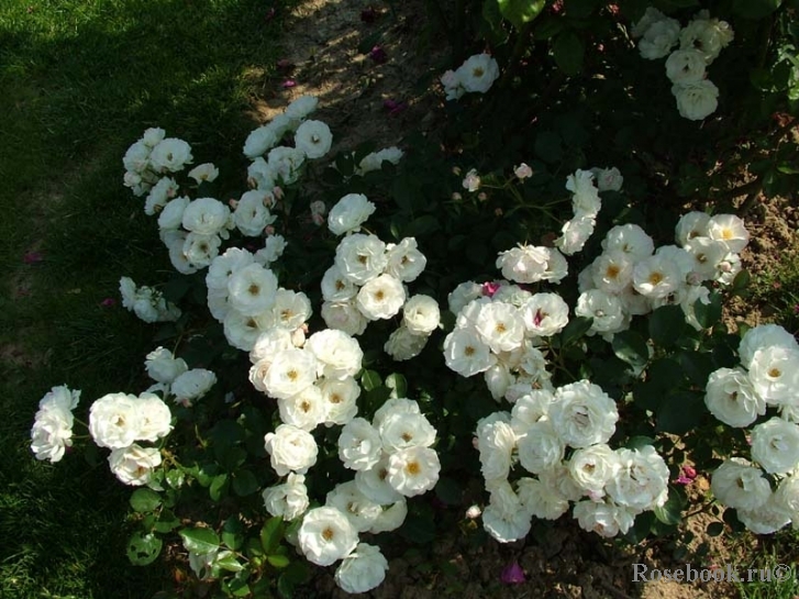 Bordure Blanche