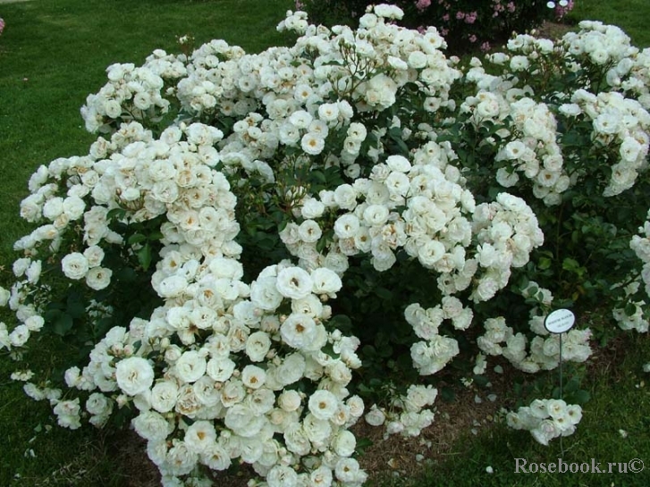 Bordure Blanche