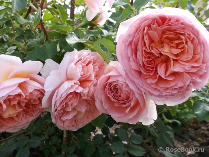 Abraham Darby