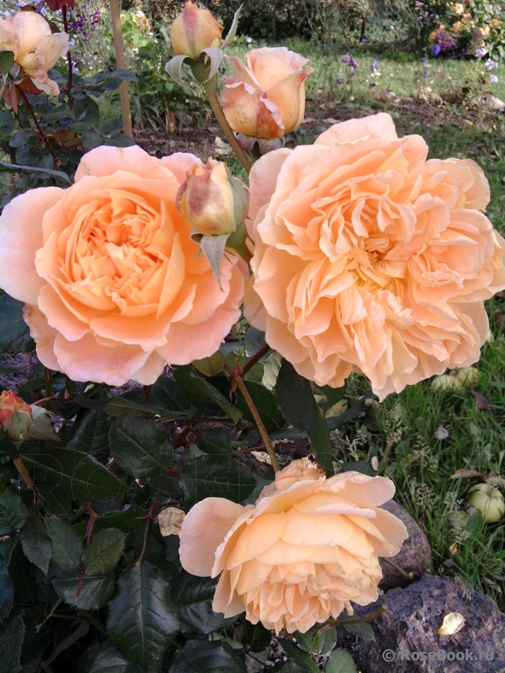 Crown Princess Margareta®