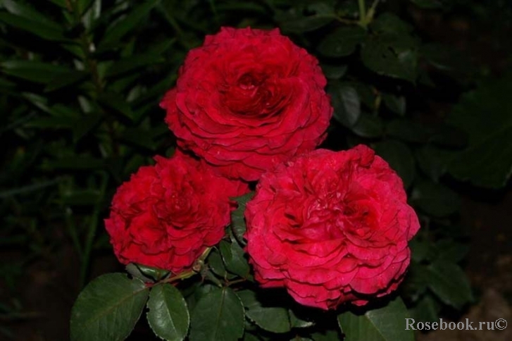 Rose des 4 Vents