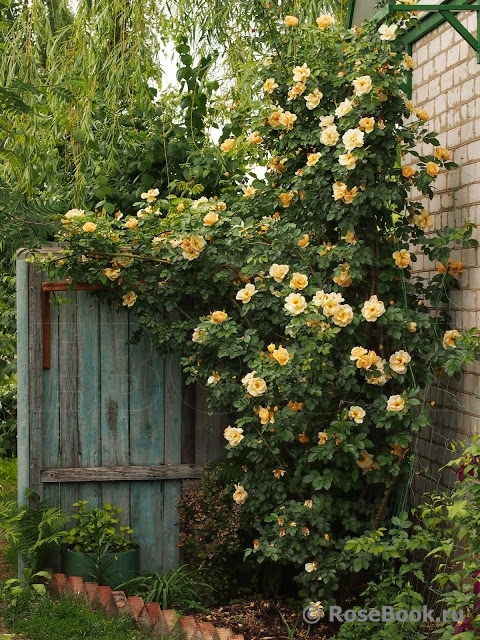 Golden Climber