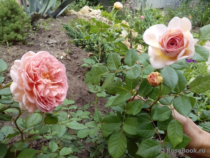 Abraham Darby