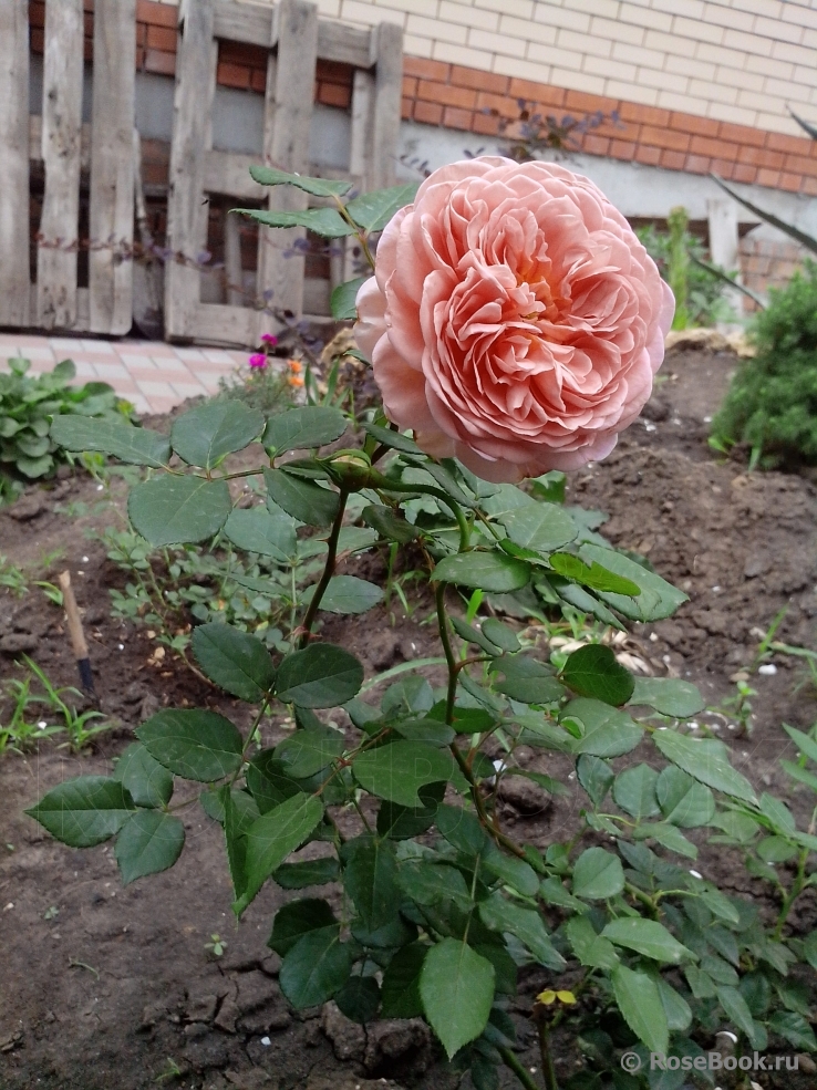 Abraham Darby