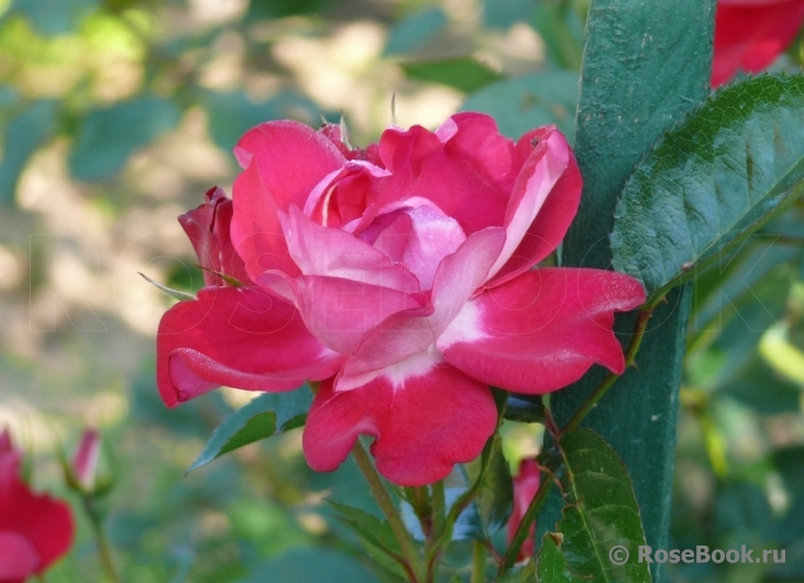 Girlguiding UK Centenary Rose