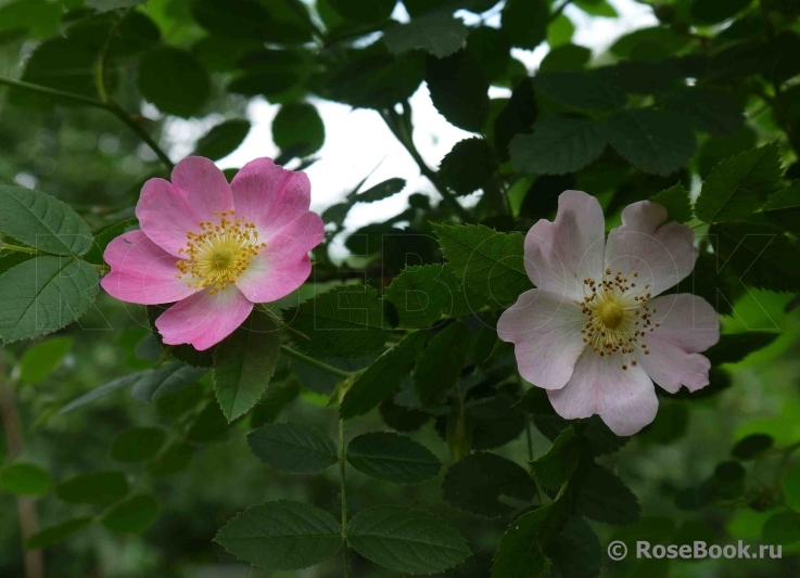 Rosa eglanteria 