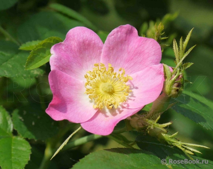 Rosa eglanteria 