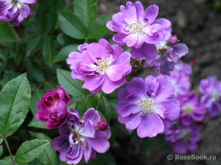 Purple Skyliner