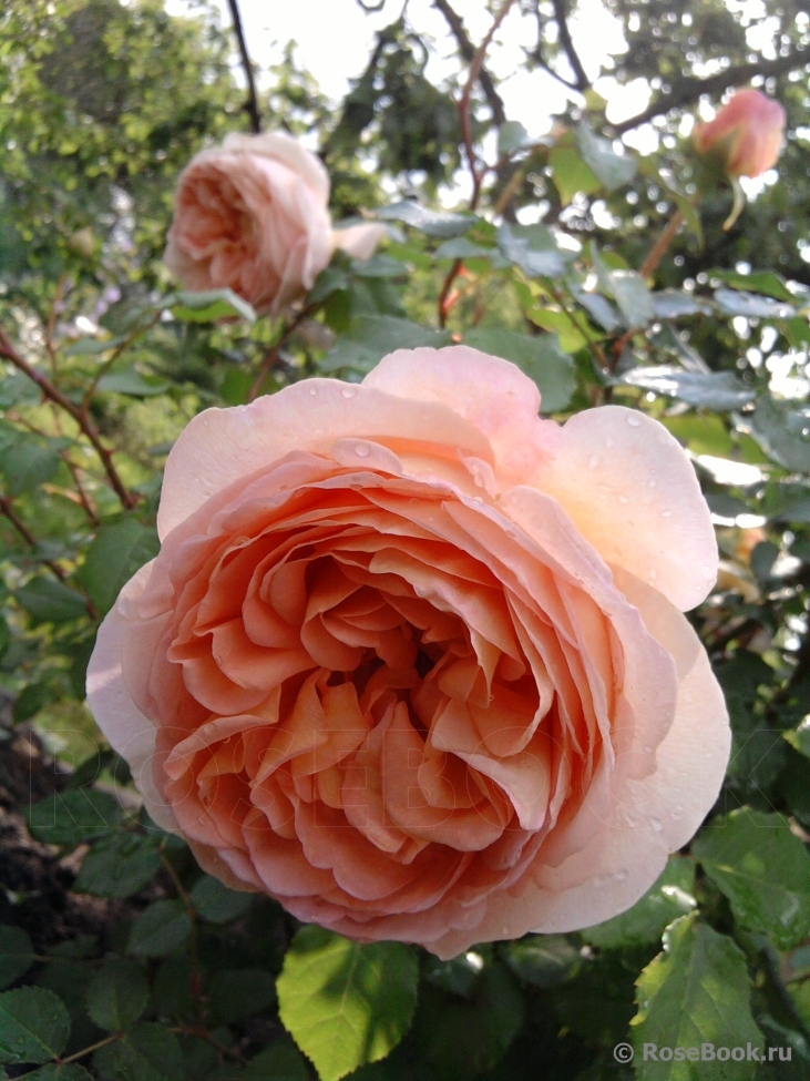 Abraham Darby