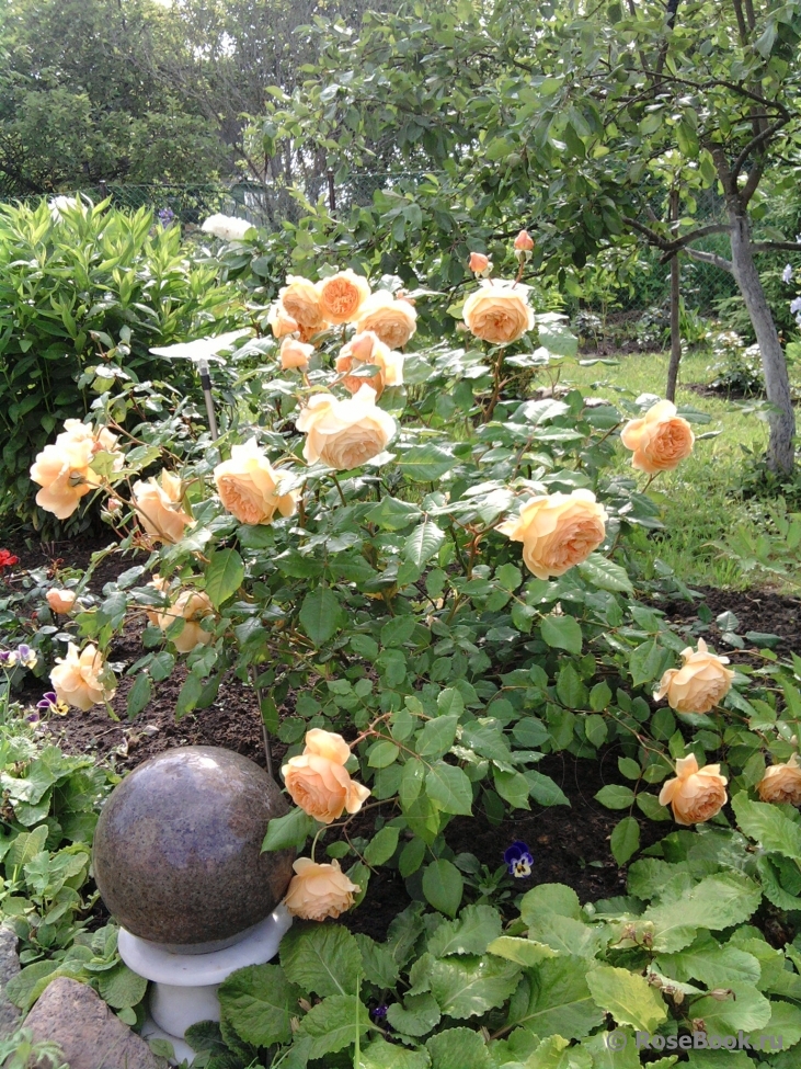 Crown Princess Margareta®