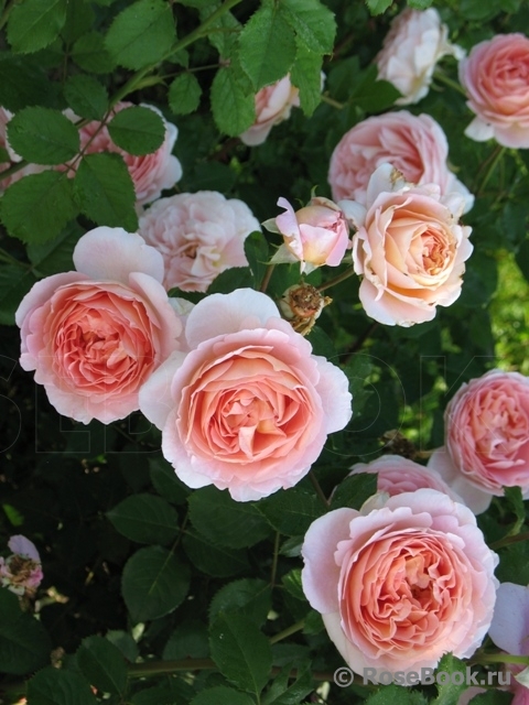 Abraham Darby