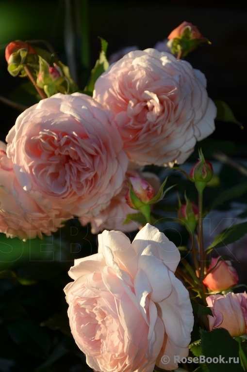 A Shropshire Lad