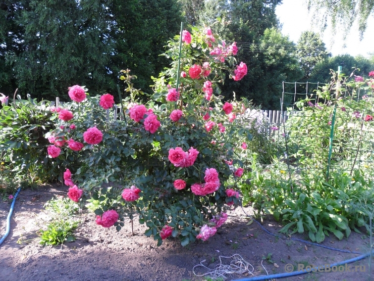 Rosarium Uetersen