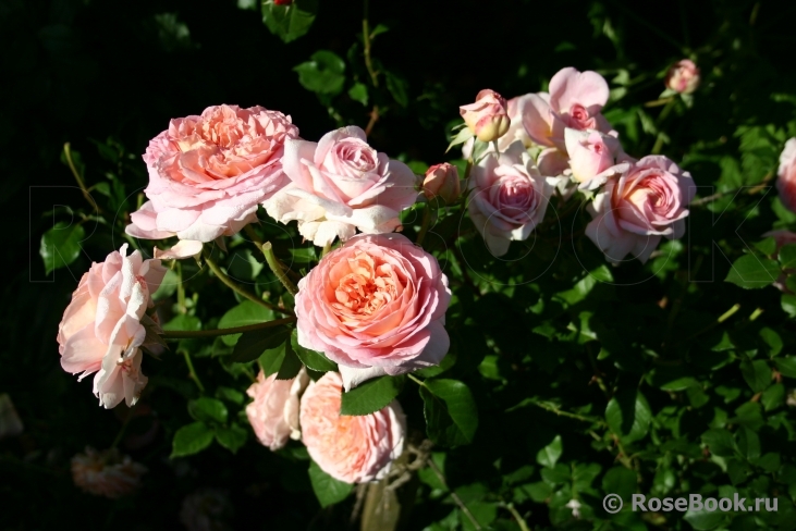 Abraham Darby