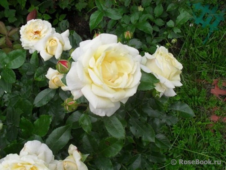 Hermann-Hesse-Rose ®