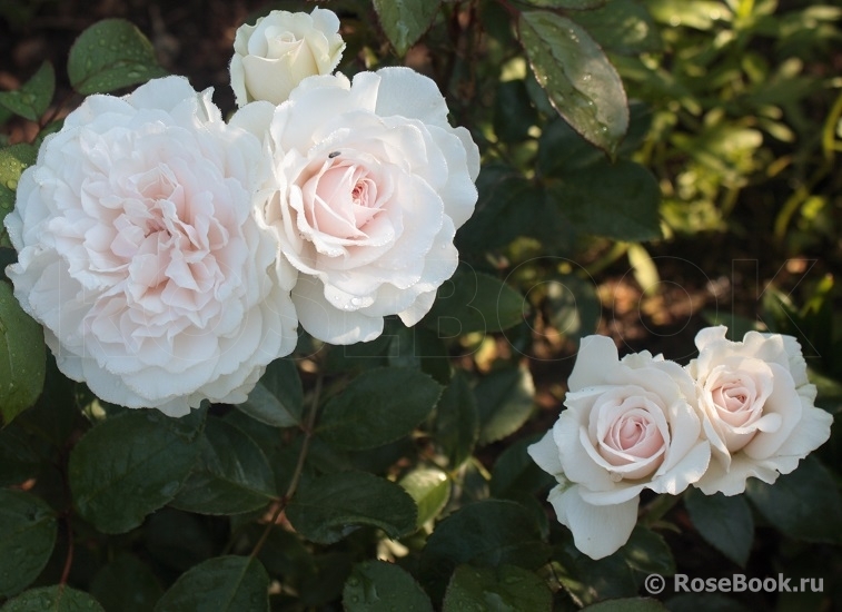 Great North Eastern Rose 