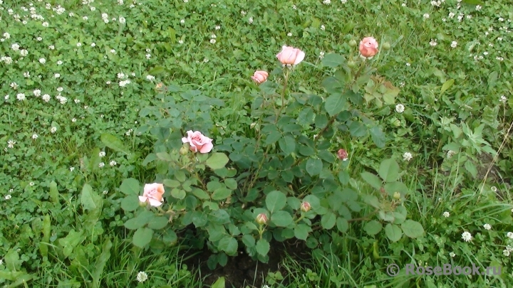 Princess Alexandra of Kent 