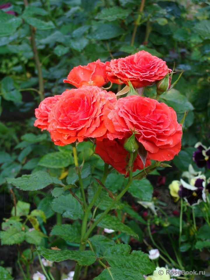 Red Diadem